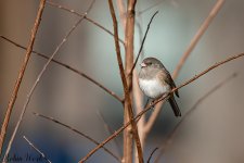 20250104Dark Eyed Junco-RD5_7370-Edit.jpg