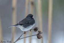 20250105Dark Eyed Junco-RD5_7471-Edit-2.jpg