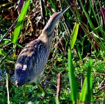 DSC_1868_001.JPG