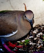 DSC_1955_001.JPG