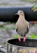 DSC_1957_001.JPG