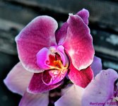 DSC_2001_001.JPG