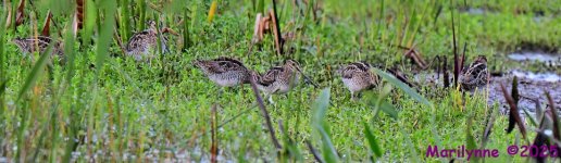DSC_2027_stitch6_001.JPG