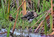 DSC_2039_001.JPG