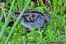 DSC_2069_001.JPG