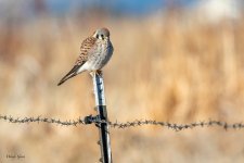 KestrelFence-287.jpg