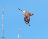 KestrelTakeoff-284.jpg