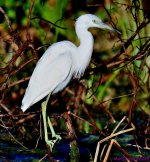 DSC_2102_001.JPG