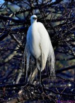DSC_2107_001.JPG