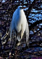 DSC_2109_001.JPG