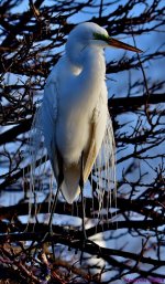 DSC_2117_001.JPG