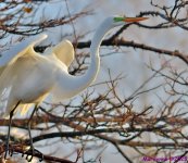 DSC_2125_001.JPG