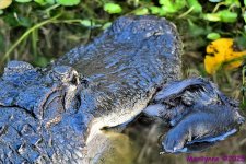 DSC_2156_001.JPG