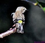 DSC_2210_001.JPG