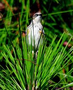 DSC_2214_001.JPG