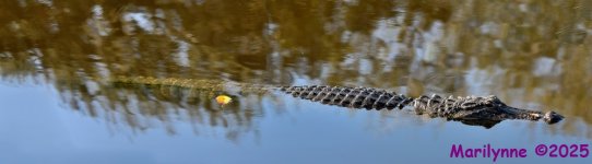 DSC_2247_stitch3_001.JPG