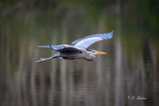_DSC3501-topaz-rawdenoise-sharpen.jpg