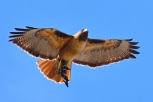 ROY_8950.JPG