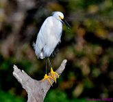 DSC_2311_001.JPG
