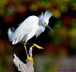 DSC_2333_001.JPG