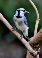 DSC_2431_001.JPG