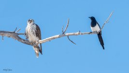 FalconMagpie-1.jpg