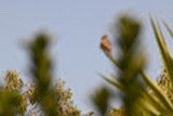 IMG_9687.jpeg