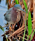 DSC_2441_001.JPG