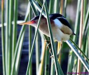 DSC_2451_001.JPG