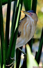 DSC_2552_001.JPG
