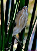 DSC_2557_001.JPG