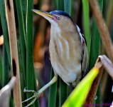 DSC_2559_001.JPG