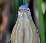 DSC_2562_001.JPG