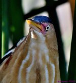 DSC_2570_001.JPG