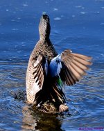 DSC_2587_001.JPG