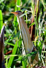 DSC_2593_001.JPG