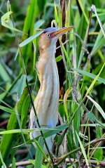 DSC_2600_001.JPG