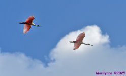 DSC_2607_stitch4_001.JPG