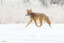 CoyoteSnowPrey-2.jpg