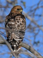 Hawk4.jpg