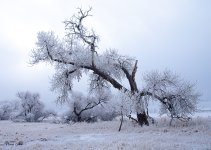 WinterTree-3.jpg