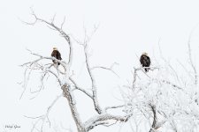 EaglesSnowTree-3.jpg