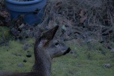 deer.jpg