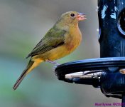 DSC_2654_001.JPG
