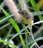 DSC_2749_001.JPG