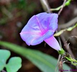 DSC_2777_001.JPG