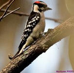 DSC_2781_001.JPG