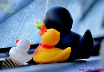 DSC_2798_001.JPG