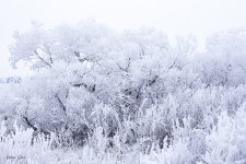 Winterscape-5.jpg