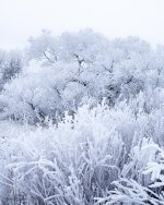 Winterscape-6.jpg